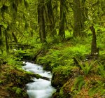 Ruisseau coulant dans une forêt luxuriante avec fougères et mousse, Bridal Veil Falls ; Colombie-Britannique, Canada — Photo de stock