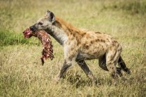 Hiena manchada com carne em grama longa na natureza selvagem — Fotografia de Stock