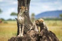 Majestoso Cheetahs retrato cênico em natureza selvagem, fundo borrado — Fotografia de Stock