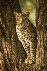 Majestic and beautiful leopard  relaxing on tree — Stock Photo