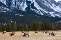 Vista panorâmica de Elk no Parque Nacional Jasper; Alberta, Canadá — Fotografia de Stock