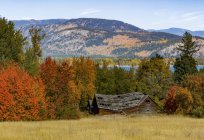 Feuillage coloré d'automne dans la vallée de l'Okanagan ; Colombie-Britannique, Canada — Photo de stock