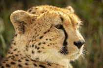 Majestoso Cheetah cub retrato cênico na natureza selvagem, fundo borrado — Fotografia de Stock