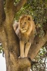 Vista panorâmica do leão majestoso na natureza selvagem árvore de escalada — Fotografia de Stock