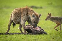 Пятнистые гиены едят мясо в дикой природе — стоковое фото