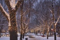 Украшенные деревья вдоль проспекта зимой, Авеню Содружества, Бостон, Массачусетс, США — стоковое фото