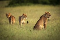 Мальовничий вид на величних левів на дикій природі — стокове фото