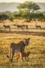Мальовничий вид на величних левів на дикій природі — стокове фото