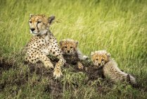 Majestic Cheetahs scenic portrait at wild nature — Stock Photo