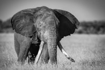 Мальовничий вигляд красивого сірого слона на природі — стокове фото
