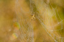 European Garden Spider (Araneus diadematus) brilhando na luz da manhã dourada em um prado de Oregon; Astoria, Oregon, Estados Unidos da América — Fotografia de Stock