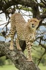 Самець гепарда (Acinonyx jubatus) стоїть на стовбурі дерева справа, табір Клейнс, національний парк Серенгеті; Танзанія — стокове фото
