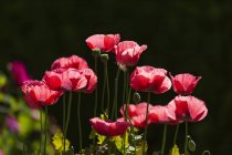 Floración de amapolas rojas, Jardín Botánico de VanDusen; Vancouver, Columbia Británica, Canadá - foto de stock
