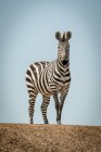 Zebra-das-planícies (Equus quagga) em pé no cume ao sol, Grumeti Serengeti Tented Camp, Parque Nacional Serengeti; Tanzânia — Fotografia de Stock