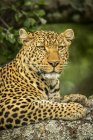 Majestic and beautiful leopard closeup view — Stock Photo
