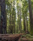 Uomo in piedi nelle foreste di sequoie della California settentrionale, California, Stati Uniti d'America — Foto stock