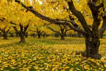 Huerto de cerezos en otoño, Valle de Okanagan; Columbia Británica, Canadá - foto de stock