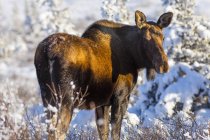 Cow moose (Alces alces) after the first significant snowfall of winter; Alaska, United States of America — Stock Photo