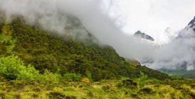 Feuillage luxuriant et nuages bas suspendus au-dessus de la vallée, Milford Sound ; Île du Sud, Nouvelle-Zélande — Photo de stock
