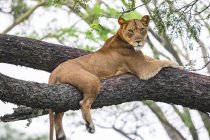 Vue panoramique du lion majestueux couché sur l'arbre à la nature sauvage — Photo de stock