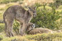 Dos pumas sobre el paisaje en el sur de Chile; Chile - foto de stock