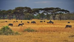 Vista panorâmica de Wildebeest e Acacia árvores; Tanzânia — Fotografia de Stock