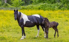 Vista panorámica de majestuosos caballos madre y ternera en el paisaje - foto de stock