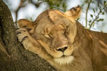 Vista panorâmica do leão majestoso na natureza selvagem dormindo na árvore — Fotografia de Stock
