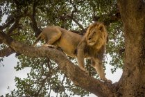 Vista panorámica del majestuoso león en la naturaleza salvaje trepando al árbol - foto de stock