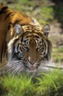 Close Up Of A Sumatran Tiger In A Zoo USA — Stock Photo