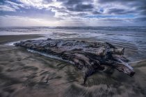 Driftwood laying on the sand at low tide along the Oregon Coastline; Орегон, Соединенные Штаты Америки — стоковое фото
