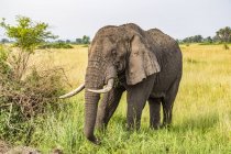 Malerischer Blick auf den schönen grauen Elefanten in wilder Natur — Stockfoto