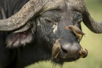 Vista panorámica de los búfalos africanos y las aves en la naturaleza salvaje - foto de stock