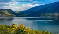 Wildflowers and Lake Kalamalka in the Okanagan Valley; British Columbia, Canada — Stock Photo