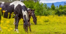 Vista cênica de cavalos majestosos em paisagem — Fotografia de Stock