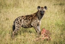 Gefleckte Hyäne mit Fleisch am langen Gras in wilder Natur — Stockfoto