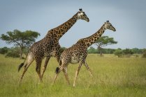 Vista panorámica de hermosas jirafas en la vida salvaje - foto de stock