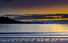 Plage avec oiseaux silhouettés et littoral au lever du soleil, péninsule de Coromandel ; Île du Nord, Nouvelle-Zélande — Photo de stock