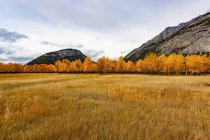 Folhagem e grama colorida de outono no Banff National Park; Alberta, Canadá — Fotografia de Stock