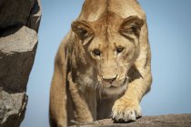 Vista panorámica del majestuoso león en la naturaleza salvaje - foto de stock