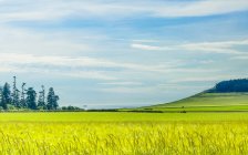 Зеленые поля вдоль побережья острова Уидби в Эби-Лэндинг; остров Уидби, Вашингтон, США — стоковое фото