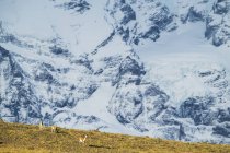 Scenic view of Guanacos of Southern Chile; Torres del Paine, Chile — Stock Photo