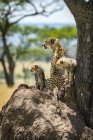 Majestätische Geparden malerisches Porträt an wilder Natur, verschwommener Hintergrund — Stockfoto