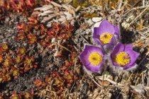 Pasqueflowers (Pulsatilla) on Donnelly Dome; Alaska, United States of America — стокове фото