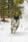 Небезпечний сірий вовк у снігу в лісі — стокове фото