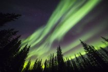 Polarlichter über schattenspendenden Bäumen am Erholungsgebiet Clear Water State im Delta Junction; Alaska, Vereinigte Staaten von Amerika — Stockfoto