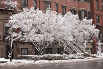 Árboles cubiertos de nieve frente a Brownstones, Beacon Street, Boston, Massachusetts, EE.UU. - foto de stock