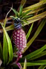 Ananas che cresce su una pianta; Hawaii, Stati Uniti d'America — Foto stock