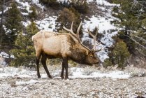 Bull Elk (Cervus canadensis) avec de magnifiques bois et le cou tendu vers l'avant dans le parc national de Yellowstone ; Wyoming, États-Unis d'Amérique — Photo de stock