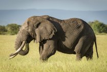 Мальовничий вигляд красивого сірого слона на природі — стокове фото